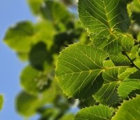 Tilia henryana - Chinese linde - 1