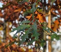 Quercus palustris - Moeraseik - 1