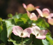 Cornus kousa Satomi