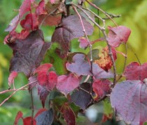 Oosterse wingerd 'Veitchii' klimplant met gevarieerd donker rood blad