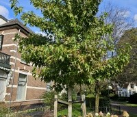 Liquidambar styraciflua 'Worplesdon' - Amberboom - 1