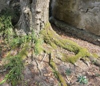Cercidiphyllum japonicum  - Katsuraboom - verankeringswortels