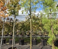 Sorbus aucuparia 'Wettra' - opgaand groeiende lijsterbes - 3