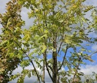Sorbus aucuparia 'Wettra' - opgaand groeiende lijsterbes - 4