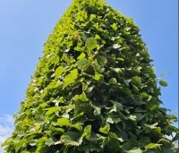 Carpinus betulus - Haagbeuk - 3