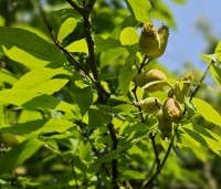 Chimonanthus praecox - Winterzoet of Meloenboompje - vruchten in juni