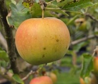 Malus dom. 'Jonagold' - Malus dom. 'Jonagold' - 2