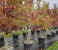 Liquidambar styraciflua - Amberboom - 2
