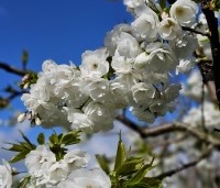 Prunus serrulata 'Shirotae' - Japanse Sierkers - 1