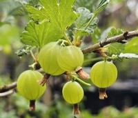 Ribes uva-crispa 'Hinnonmacky Gul' - Witte kruisbes 'Hinnonmacky Gul' - 3