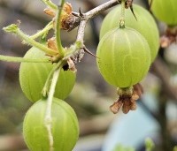 Ribes uva-crispa 'Hinnonmacky Gul' - Witte kruisbes 'Hinnonmacky Gul' - 4