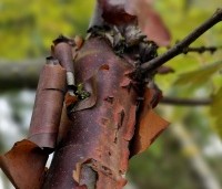 Acer griseum - Papieresdoorn - 3