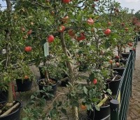 Malus dom. 'Discovery' - Malus 'Discovery' - 5