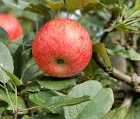 Malus dom. 'Discovery' - Malus 'Discovery' - 6