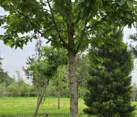 Prunus avium 'Kordia' - Prunus avium 'Kordia' - 4