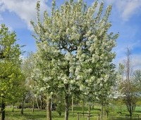 Malus 'Evereste' - Sierappel - 6