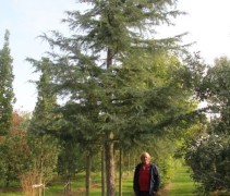 Cedrus deodara 