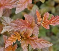 Physocarpus opulifolius 'Lady In Red' - Blaasspiraea 'Lady In Red' - 2