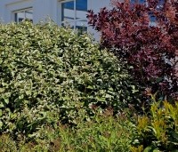 Cotinus coggygria 'Royal Purple' - Rode Pruikenboom - 1
