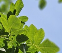 Maackia amurensis - Amur kurkboom - 4