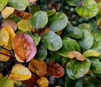 Fagus sylvatica 'Rotundifolia' - Rondbladige dwergbeuk - 1