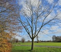Pterocarya Stenoptera - Vleugelnoot - 7