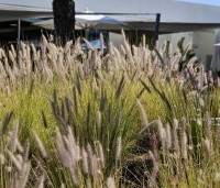 Pennisetum alopecuroides - Lampenpoetsersgras alopecuroides - 1