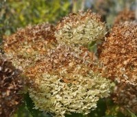 Hydrangea arborescens 'Annabelle'  - Amerikaanse Hortensia 'Annabelle' - 3