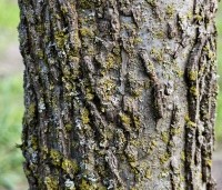 Liquidambar styraciflua - Amberboom - 1