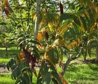Rhus typhina - Fluweelboom - 1