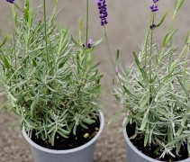 Lavandula angustifolia 'Hidcote'