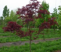 Acer palmatum ‘Atropurpureum’, halfstam