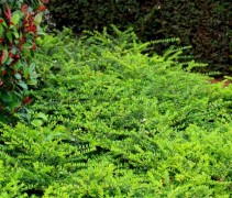 Lonicera nitida 'Elegant'
