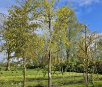 Quercus x kewensis - Wintergroene eik Kewensis - 1
