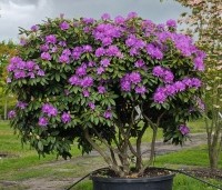 Rhododendron 'Catawbiense Boursault'  - Rododendron 'Catawbiense Boursault'  - 1