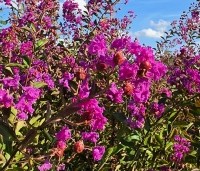 Lagerstroemia indica 'Benoit' - Paarsrode Indische Sering - 3