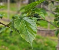 Morus nigra - Zwarte moerbei - 1