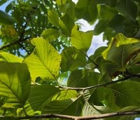 Sorbus wardii - Lijsterbes - 2