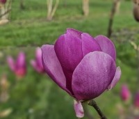 Magnolia 'Cleopatra' - Magnolia 'Cleopatra' - 1