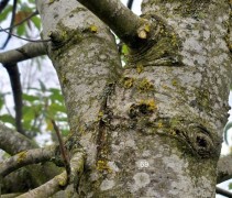 Castanea sativa 'Lyon'