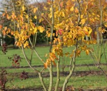 Parrotia persica 'Bella'