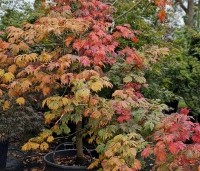 Acer japonicum 'Aconitifolium' - Japanse Esdoorn 'Aconitifolium' - 3