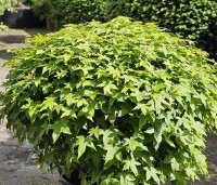 Liquidambar styraciflua 'Gum Ball' - Amberboom 'Gum Ball' - 1