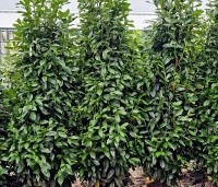 Prunus laurocerasus 'Genolia' - Laurierkers 'Genolia' - 5