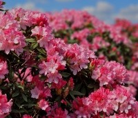 Rhododendron Yakushimanum 'Pink Cherub' - Rijk bloeiende Japanse Rhododendron - 2