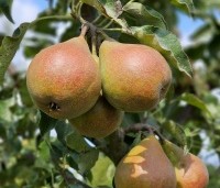 Pyrus com. 'Gieser Wildeman"  - Pyrus com. 'Gieser Wildeman"  - 5