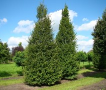 Carpinus betulus 'Fastigiata'