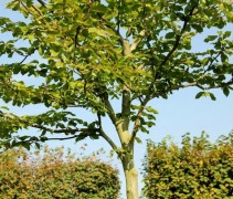 Fagus sylvatica vrije dakvorm