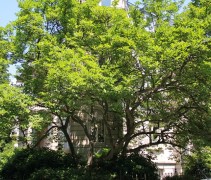 Magnolia soulangeana, meerstammige boom of struik