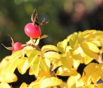 Rosa Rugosa